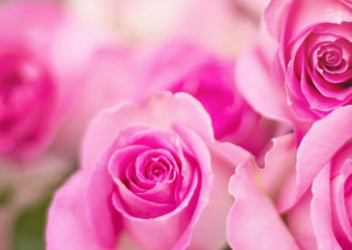 خلفيات بروفايل ورود - صور ورد وزهور Rose Flower images